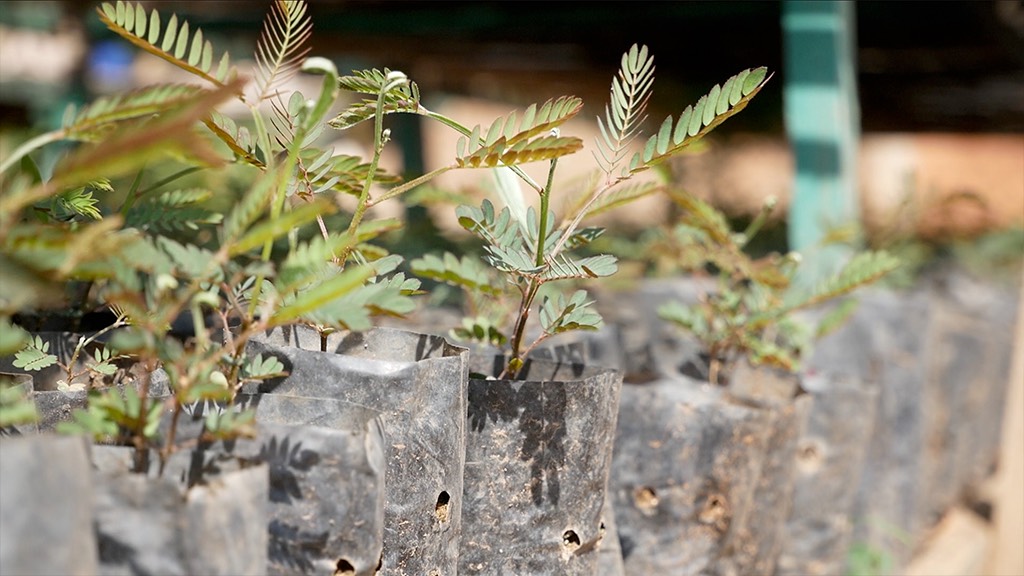 a group of young plants in a plastic bag.