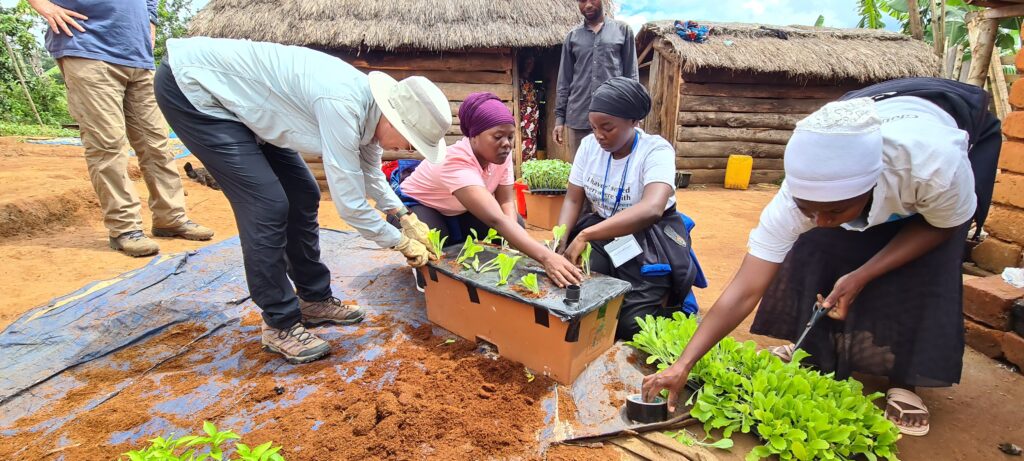 Several people work together to plant seedlings in a garden with a thatched-roof building in the background. Some are handling the sprouts, wearing hats, and others are engaged in the activity.