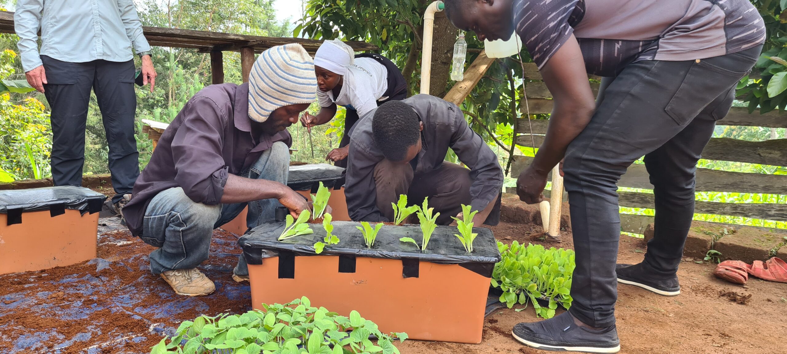 Several people work together to plant young seedlings in rectangular containers outdoors.