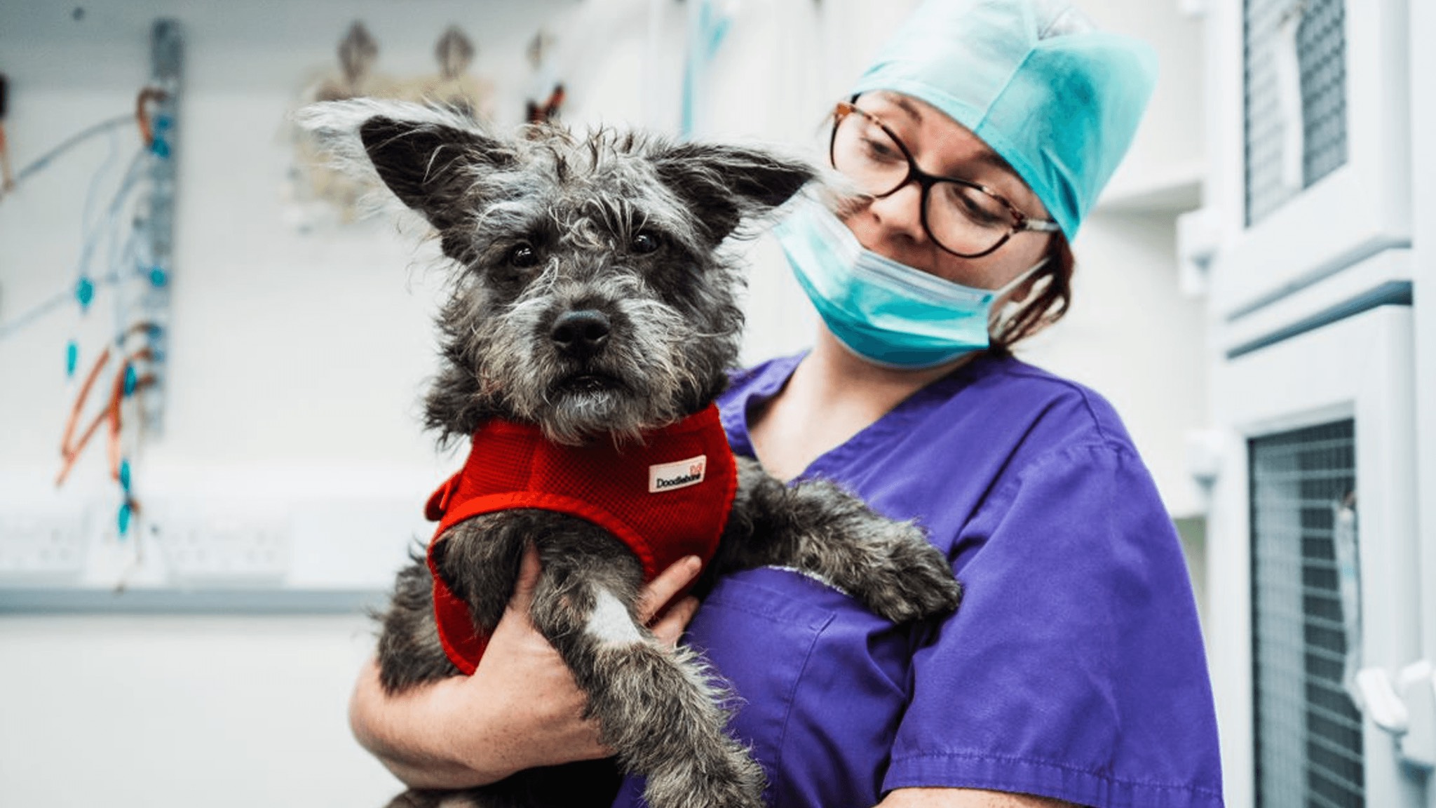 a veterinarian holding a dog in an operating room.