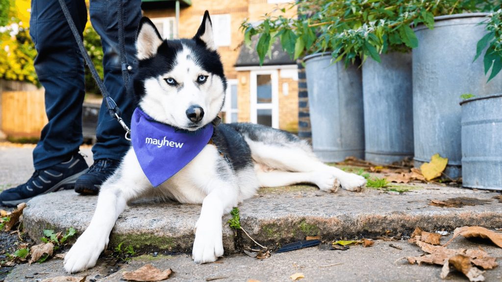 a husky dog wearing a purple bandana.