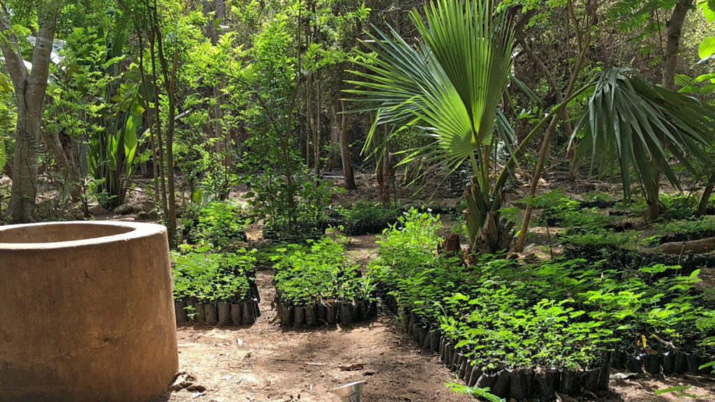 Rows of young plants in black plastic bags are arranged in a clearing surrounded by lush green trees, with a cylindrical stone well situated on the left.